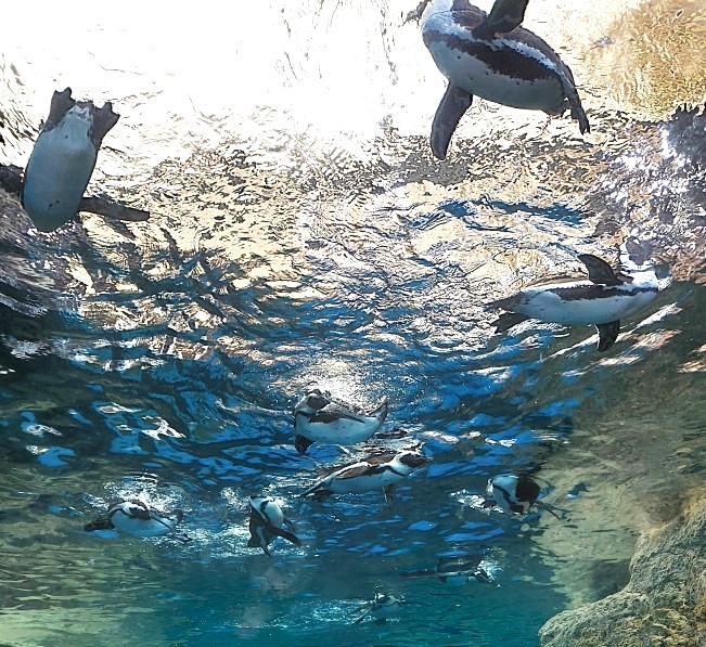 京都水族館　ペンギン